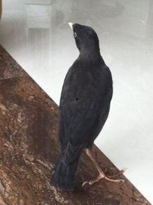 娱乐吃瓜小八哥是谁啊视频